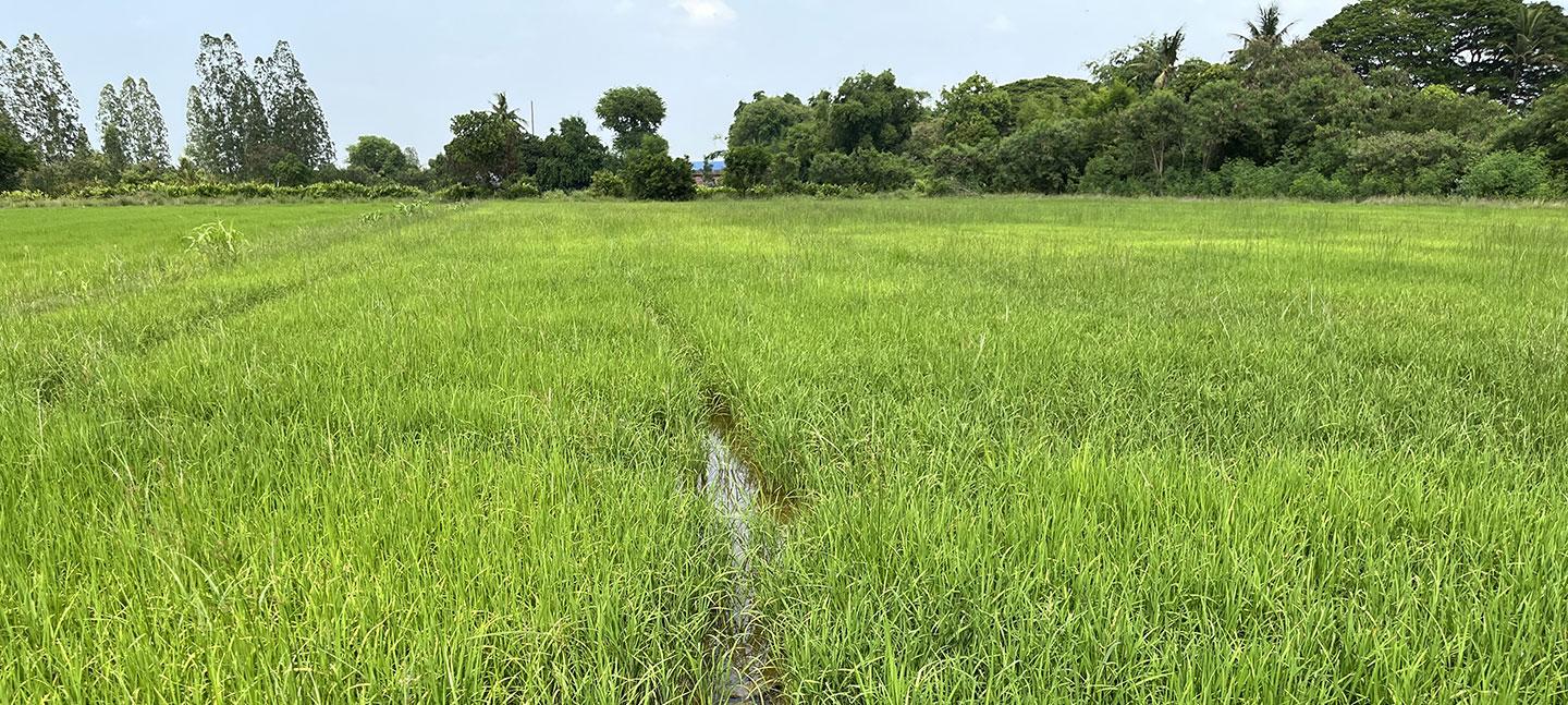 A rice field in Thailand