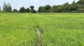 A rice field in Thailand