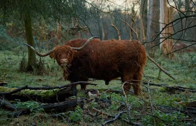 Film still featuring a cow